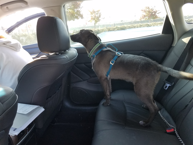 Toby in back of the Infiniti